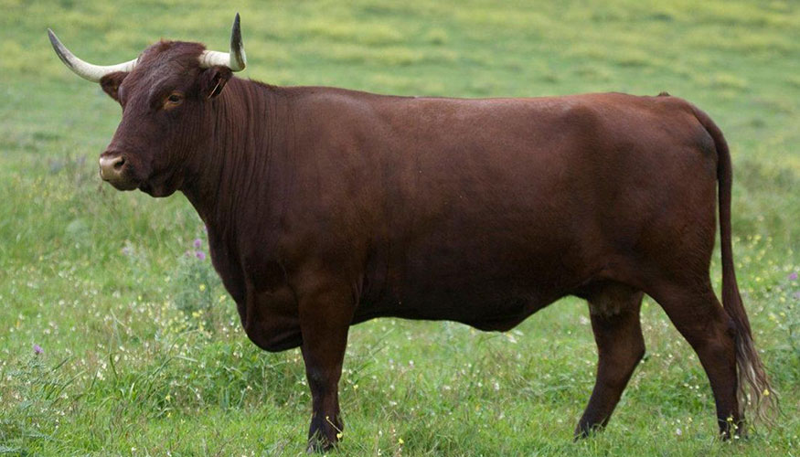 Macho de raza Retinta