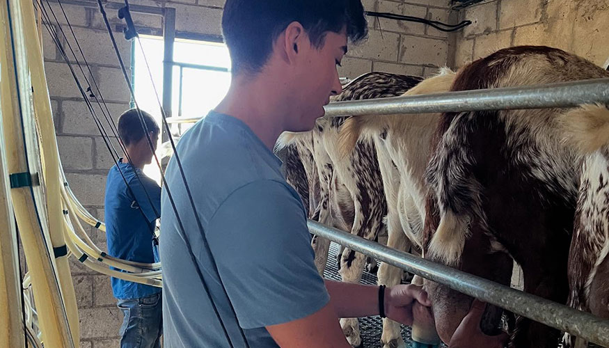 Un joven ganadero orde�a en una explotaci�n de raza Florida