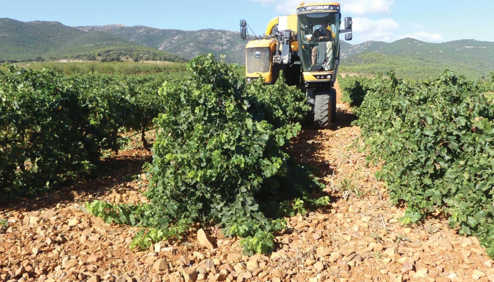 La vendimia mecanizada se realiza ya en el 80% de la DO Cari�ena