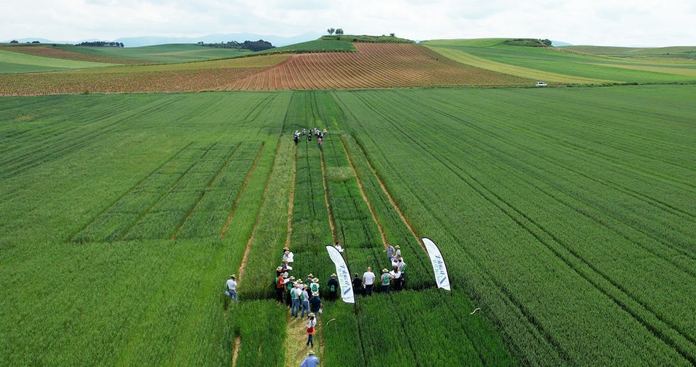 Gowan Espa�a presenta el resultado de varios ensayos con el primer herbicida que llega al campo espa�ol desde hace a�os