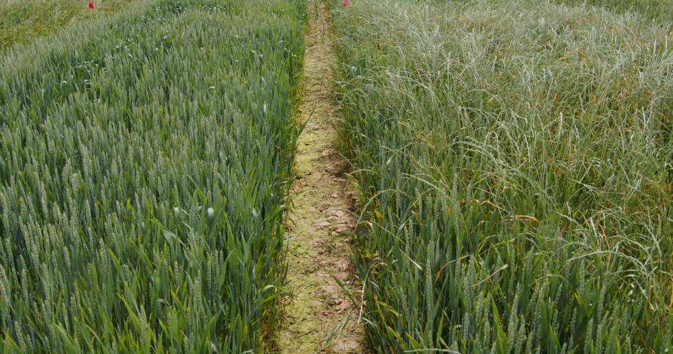 Ensayo de control de malas hierbas en cereal de invierno