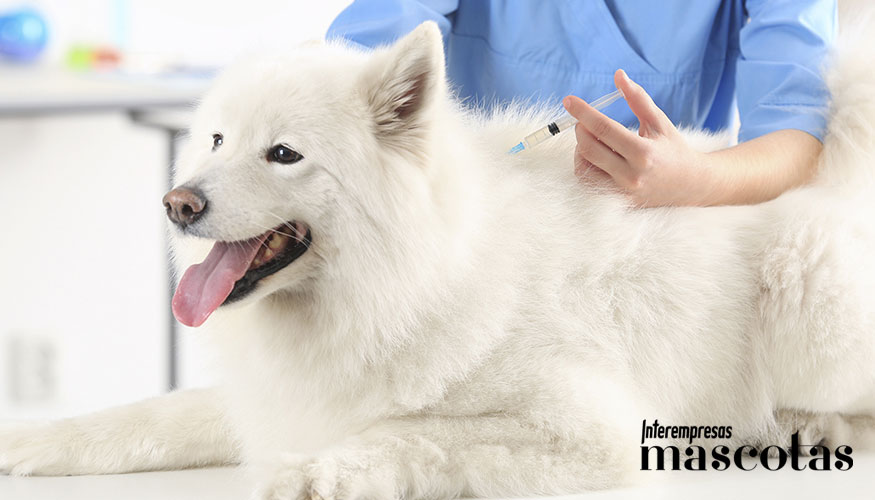 La Rabia sigue siendo una de las enfermedades zoon�ticas m�s graves, con m�s de 59...