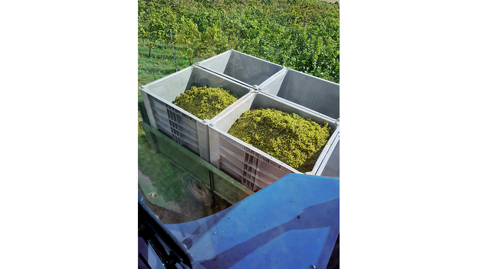 Para a colheita das delicadas uvas, os viticultores de Rheinhessen confiam na resistente caixa palete Craemer CB3 High. Imagem: Grupo Craemer...