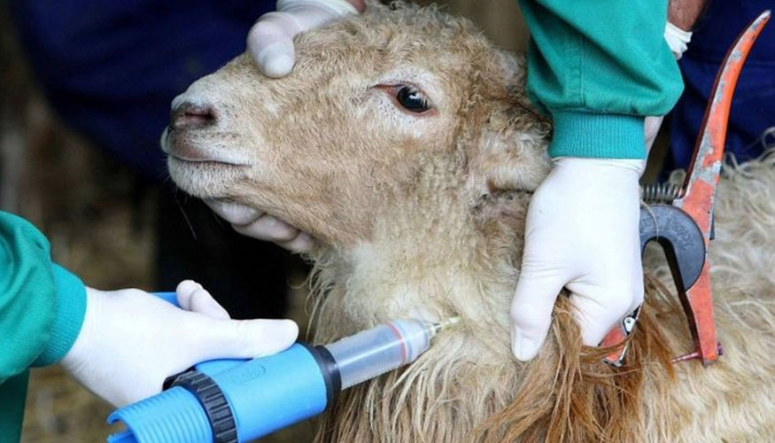 Aplicaci�n de una vacuna de la lengua azul a un ejemplar de la especie ovina