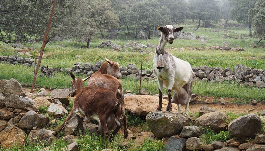 Ejemplares de la raza caprina Florida