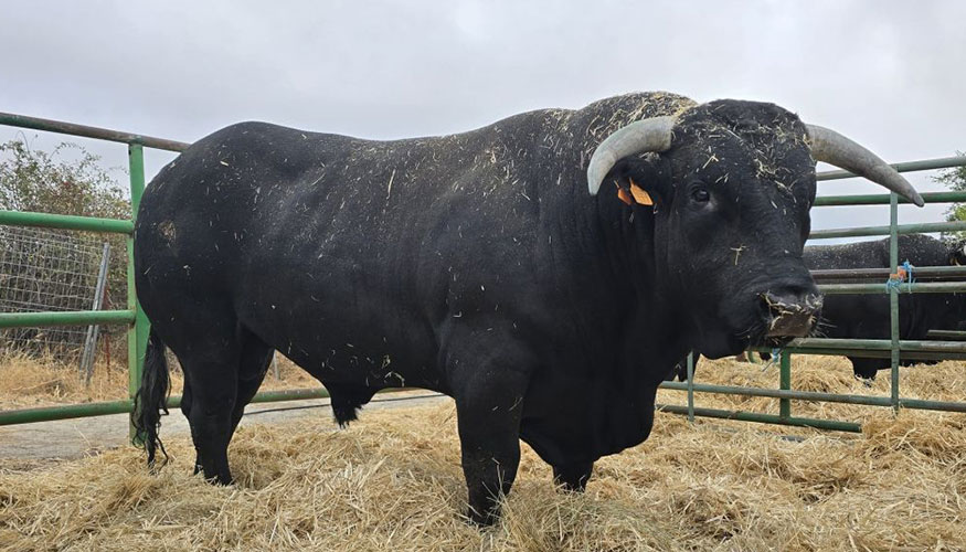 Ejemplar EJ-23039, de Julin Jimnez Jimnez, adjudicado por un total de 18.500 euros