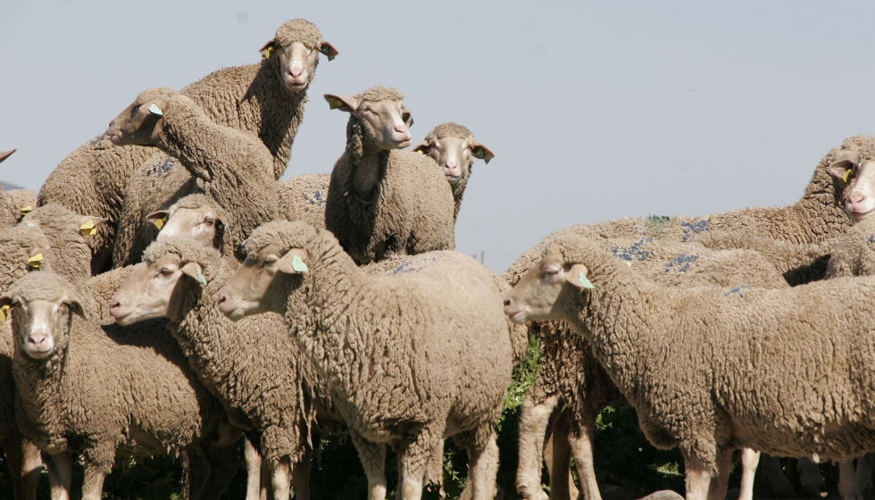 Rebao de raza Merina en Extremadura