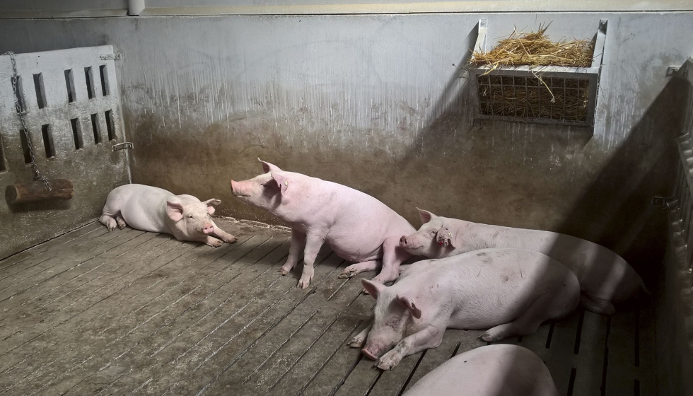 Interior de una explotaci�n porcina