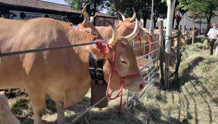 Ejemplares de raza Pirenaica en el certamen celebrado en Elizondo (Navarra)