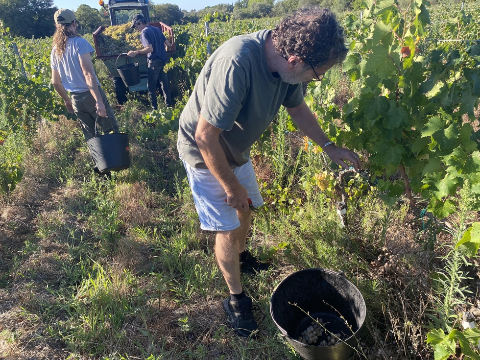 Vendimia en la DO Empord