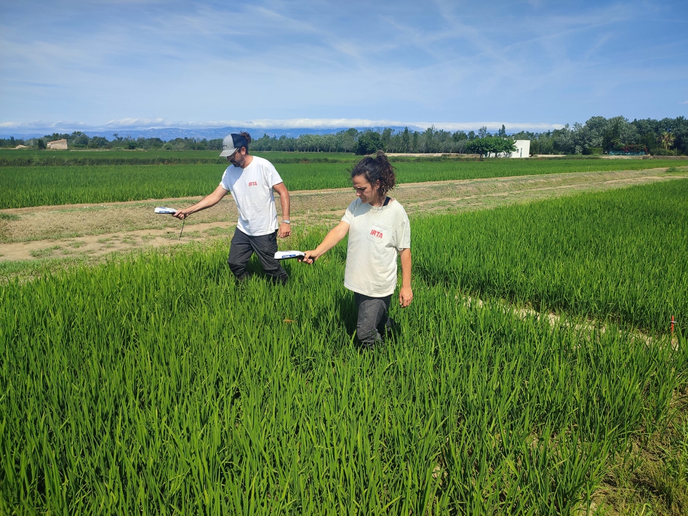 Foto de Puede la agricultura de precisin y la teledeteccin mejorar la fertilizacin nitrogenada del arroz?