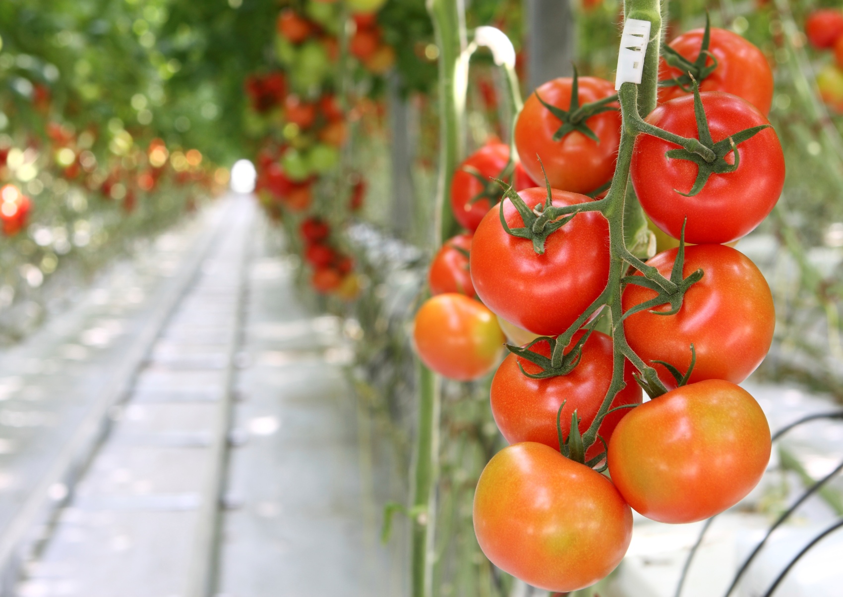 Imagen de un invernadero de tomates
