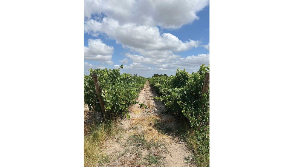 Demonstração na vinha da Casa Ermelinda Freitas com o Growth & Protect H2O Demonstração na vinha da Casa Ermelinda Freitas com o Growth & Protect H2O