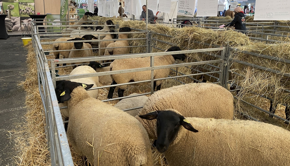 El ganado ovino s estuvo presente en el saln