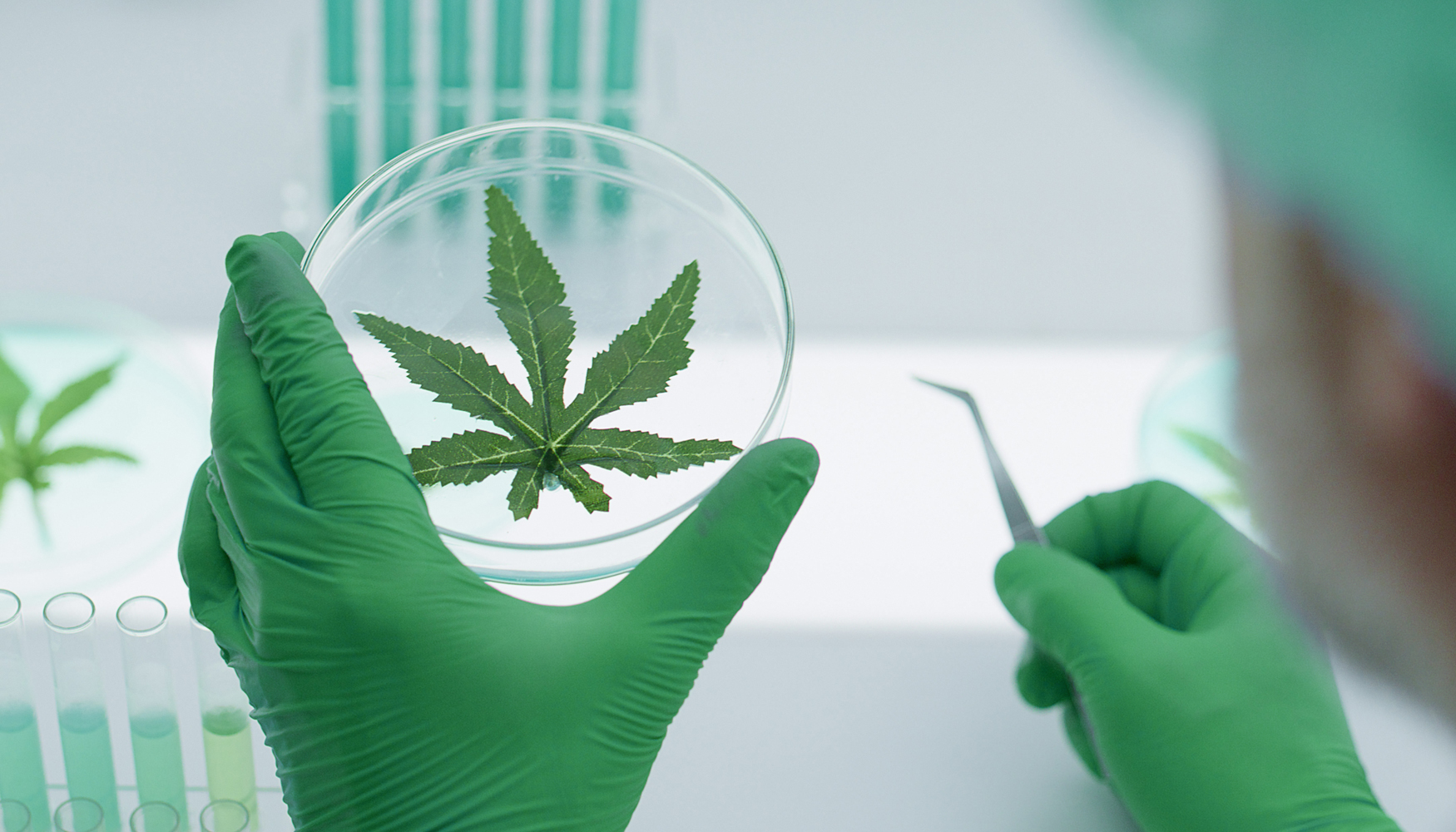 Las frmulas magistrales con preparados estandarizados de cannabis solo podrn ser prescritas por mdicos especialistas y debern elaborarse y...