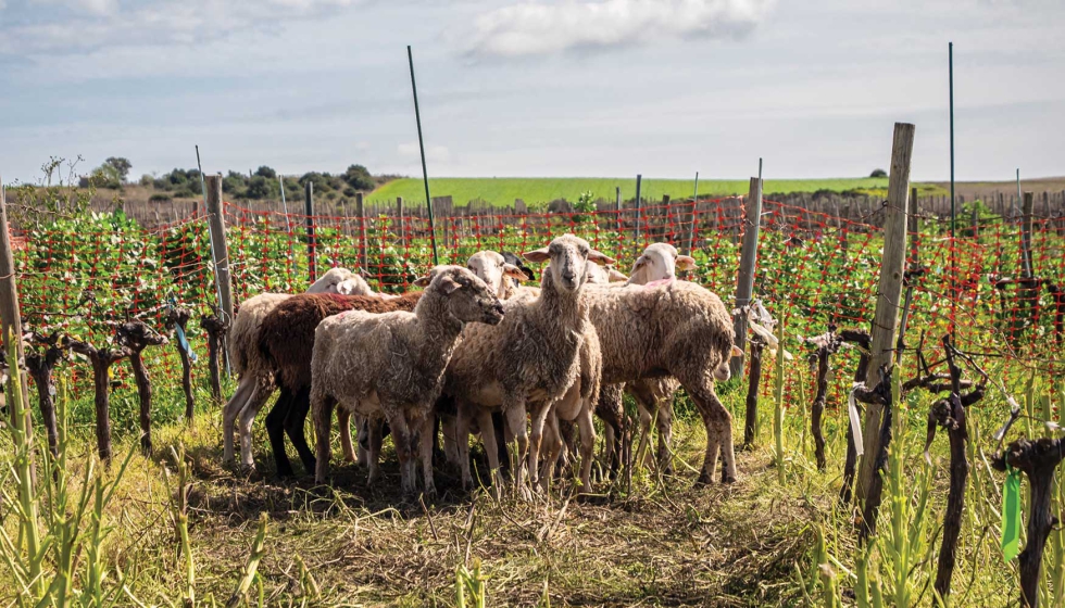 Los vinos elaborados a partir de vi�edos gestionados con cubiertas vegetales y pastoreo con ovejas han sido los mejor valorados en el proyecto...