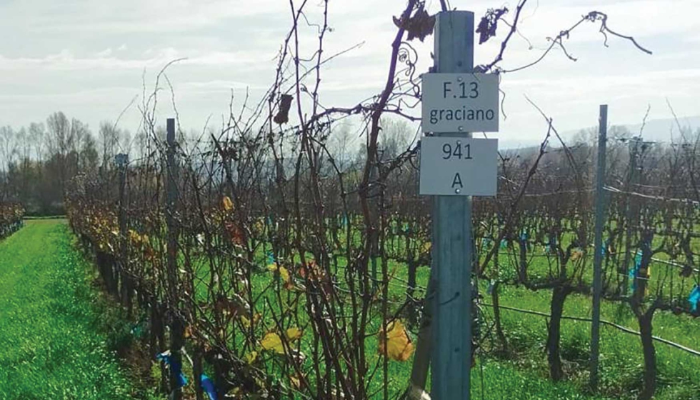 Racimos de la variedad Graciano, caracterizados por su tama�o reducido y elevada acidez, rasgos clave frente al calentamiento clim�tico...