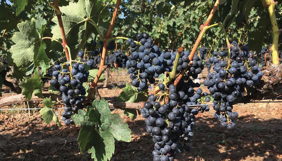 Vi�edo riojano donde se desarrollan los ensayos del ICVV para evaluar la adaptaci�n varietal al cambio clim�tico