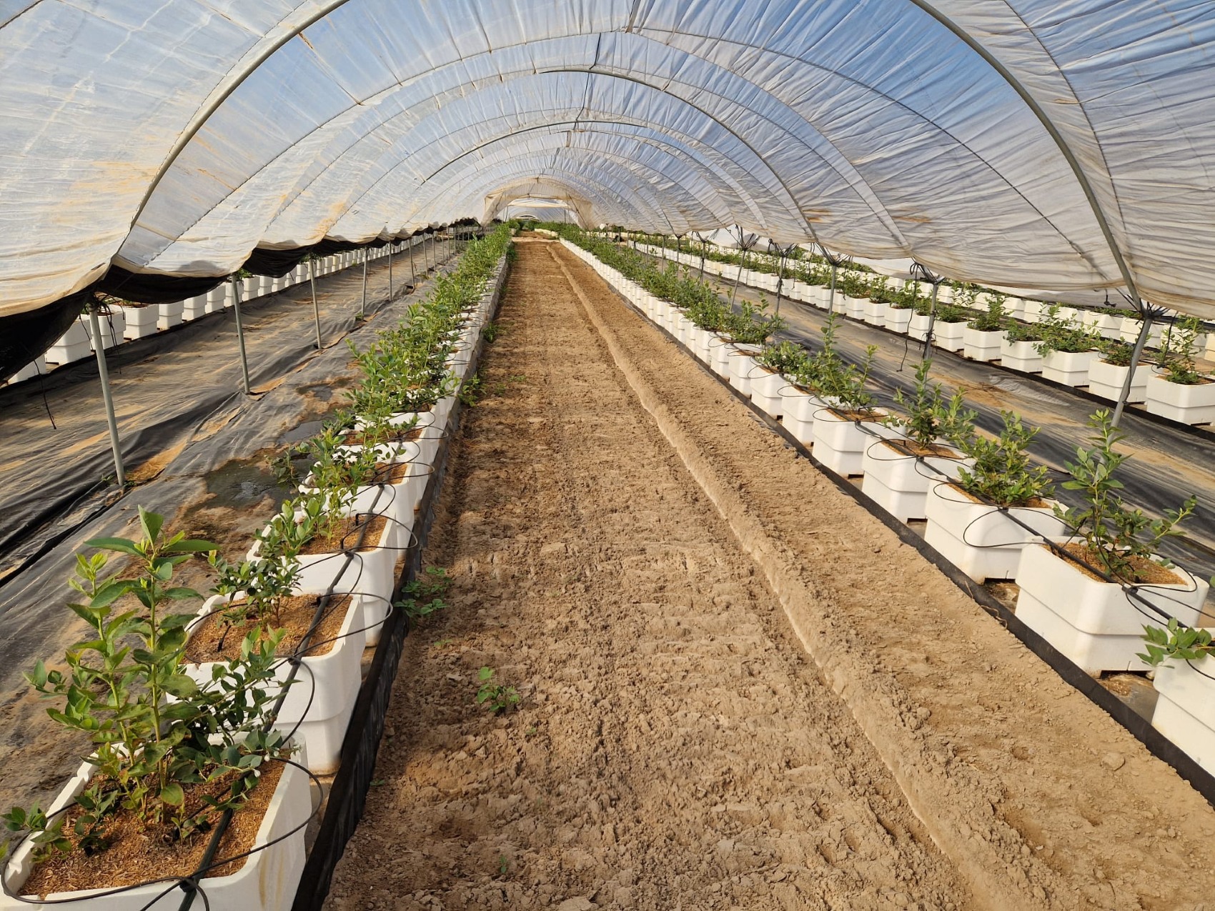 Imagen de sustrato de Gramoflor para berries