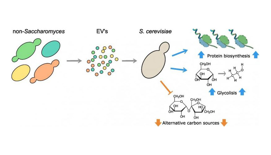 Las fracciones extracelulares enriquecidas en ves�culas de Metschnikowia pulcherrima, Hanseniaspora uvarum...