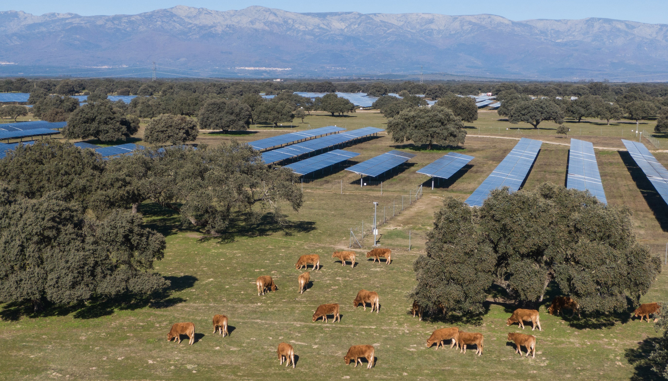 La coexistencia entre la ganadera y la energa solar refleja cmo la fotovoltaica puede integrarse en el entorno rural y generar nuevas...