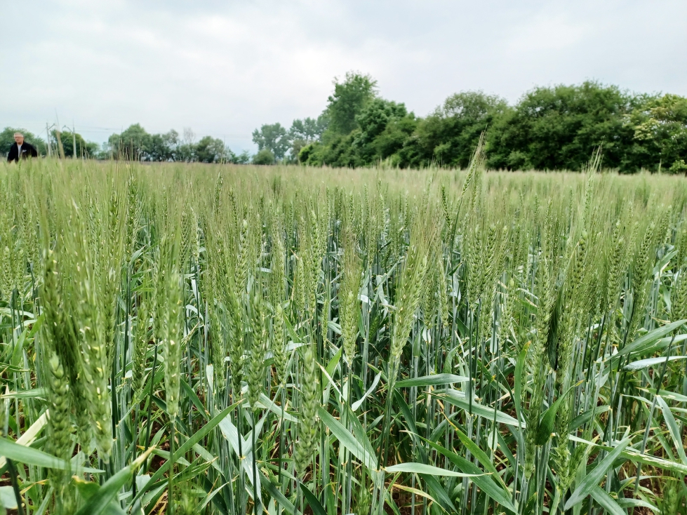 Estos ensayos se llevar�n a cabo con la maquinaria de la que dispone el agricultor, lo que asegura que las pruebas se hagan en condiciones reales...