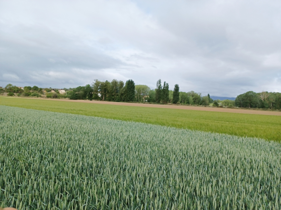 LIFE FERTI-WISE representa una apuesta decidida por trasladar la agricultura de precisi�n al d�a a d�a del agricultor