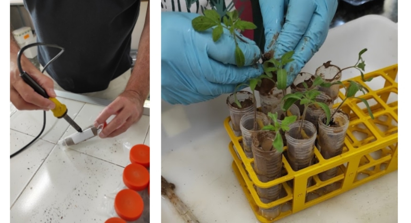 Imgenes de los ensayos realizados por el equipo de Fitopatologa del rea de Proteccin Vegetal Sostenible del centro Ifapa de La Mojonera (Almera)...