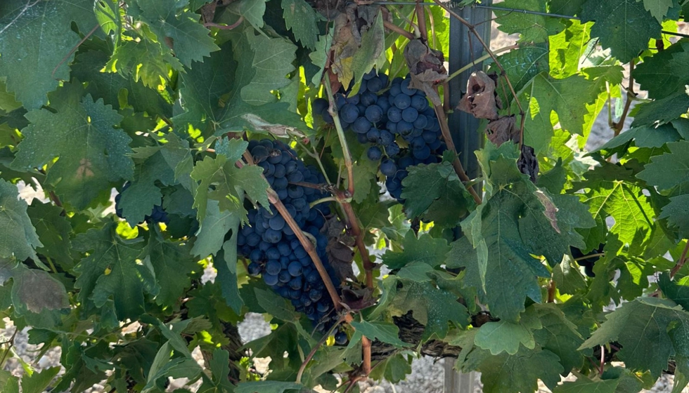 Las buenas condiciones clim�ticas de esta campa�a han dado lugar a una cosecha m�s abundante y de gran calidad