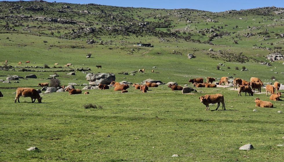 Javier Lpez asegura que &quote;no se est presentando claramente una potenciacin de la cabaa de vacas madres, autntico motor del sector...