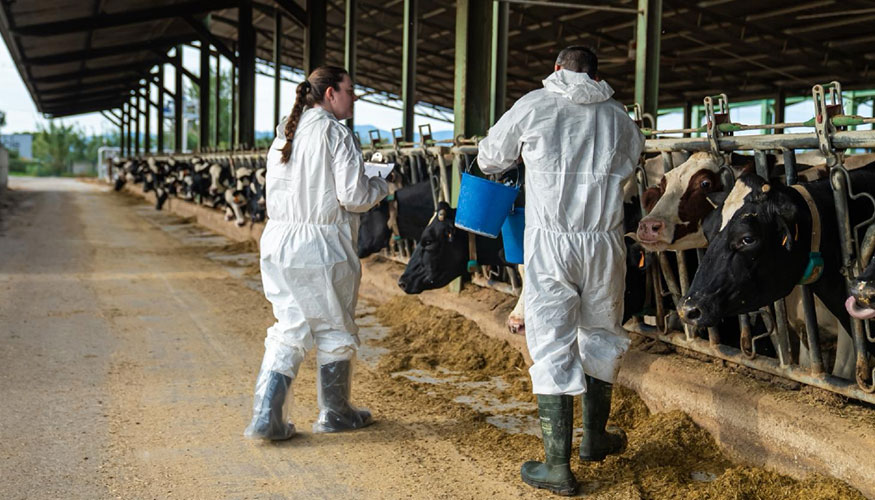 Veterinarios de la Generalitat de Catalua aplican la vacunacin contra la dermatosis nodular contagiosa