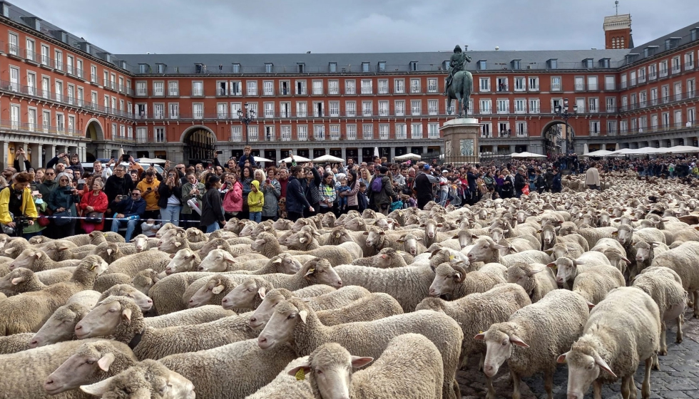 Fiesta de la Trashumancia en la Plaza Mayor de Madrid en una edicin anterior