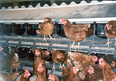 La adecuacin a la Ley de Bienestar Animal para jaulas de gallinas ponedoras supone un coste extra de 15-20 euros por ejemplar...