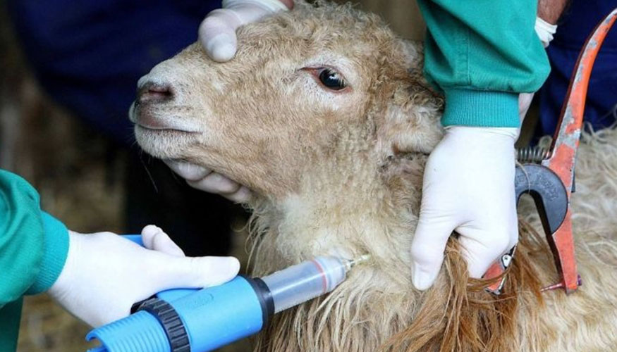 Vacunacin de lengua azul a una oveja