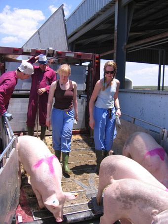 Descarga de cerdos en Antequera (Mlaga). Se evalua la temperatura despus de un transporte de larga distancia