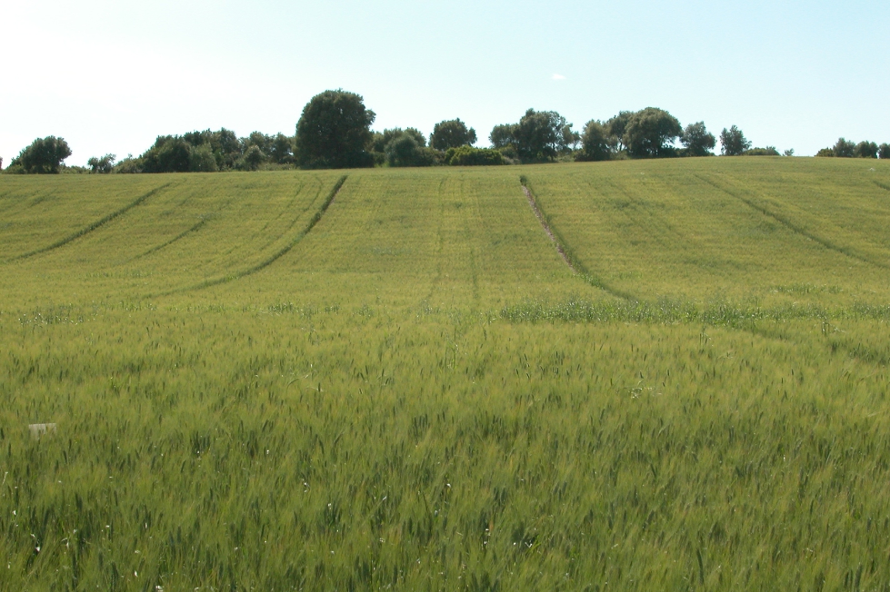 El plazo ordinario de pagos de las ayudas directas comenzar el 1 de diciembre