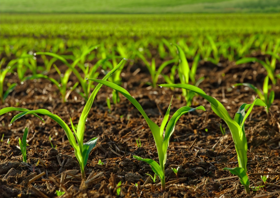 El Sal�n de la Agricultura y la Ganader�a, Expo SAGRIS, se llenar� de actividades del 6 al 8 de noviembre en IFEMA Madrid...