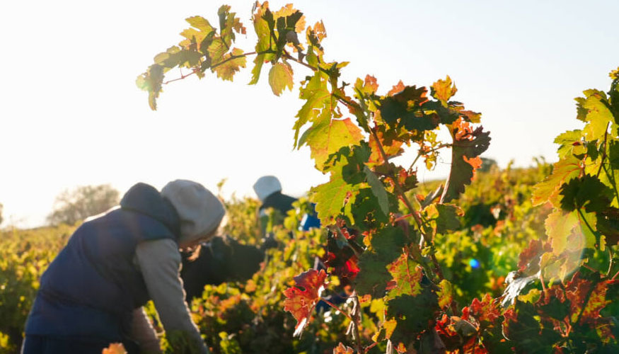 Las bodegas han recogido un 15,6% m�s que el a�o pasado