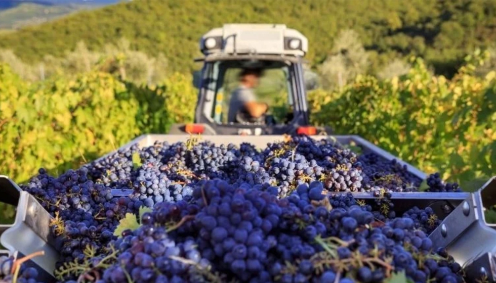 Espa�a espera una de las vendimias m�s cortas de los �ltimos a�os, pero con una calidad excelente