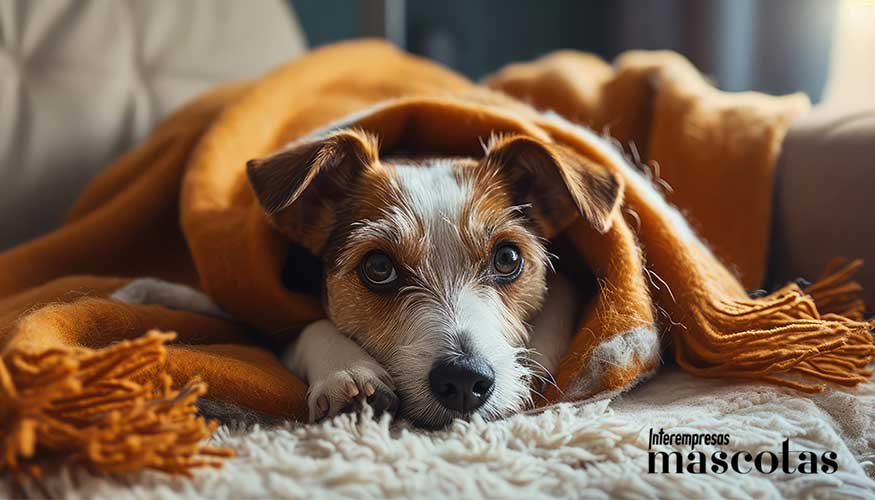 Foto de Expertos en cuidado animal dan las claves para elegir una prenda de abrigo ideal para perros en invierno