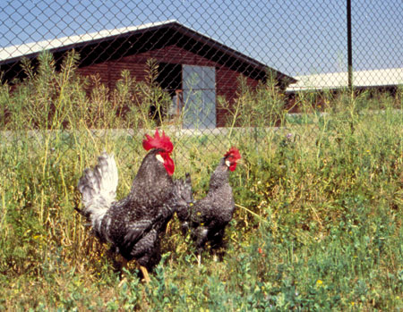 In the image, Andalusian hens Franciscanas. This species child in the open air, in the field with coops like shelters in terrains of big dimensions...