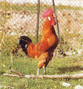 Rooster of Catalan race of the Prat whose production gives in the region of the Baix Llobregat, especially in the zone of the Delta (Catalonia)...
