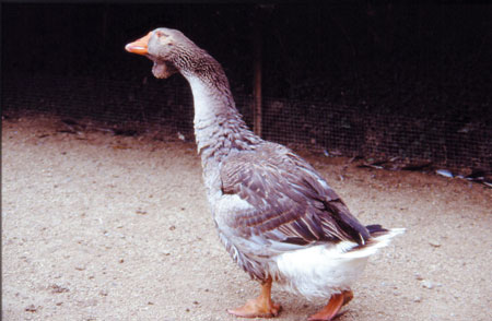 Goose of Toulouse, originaria of the southwest of France,in the bordering zones to the city of Toulouse...