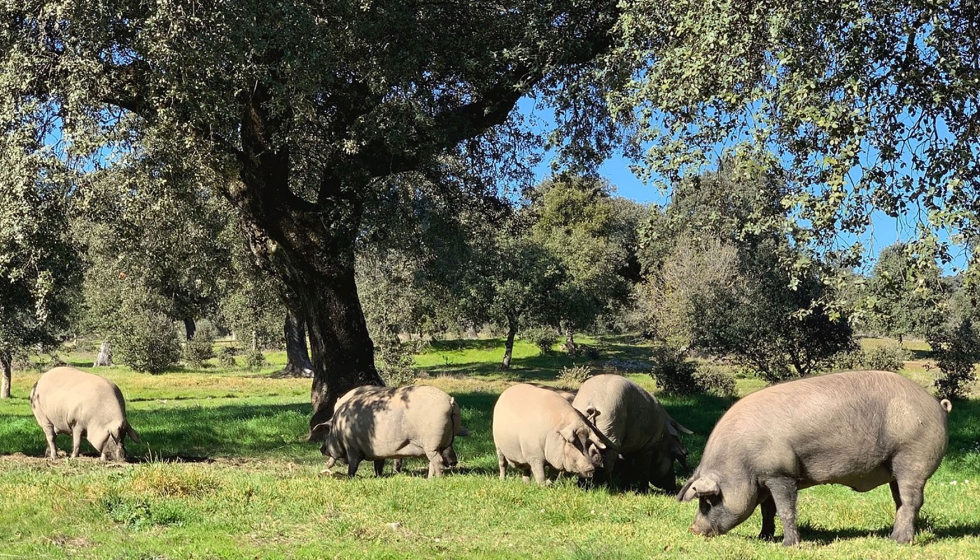 Los ibricos Csar Nieto se elaboran segn la tradicin de cinco generaciones, con cerdos de raza ibrica criados en sus dehesas...