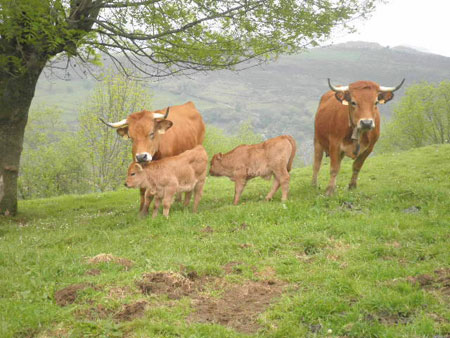 En la actualidad, la ganadera de vacuno de carne tiene un peso mayor (80%) que la de leche, en Asturias. Y se potencia la cra de razas autctonas...