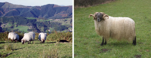 A la izquierda, hembras de oveja 'Latxa' pastando y, a la derecha, el macho. Foto: CONFELAC