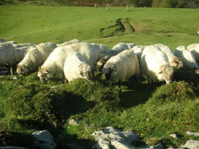 La leche de estas ovejas permite obtener los mejores quesos