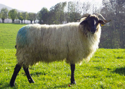 La oveja tiene un aspecto muy caracterstico. Imagen de ITG Ganadero