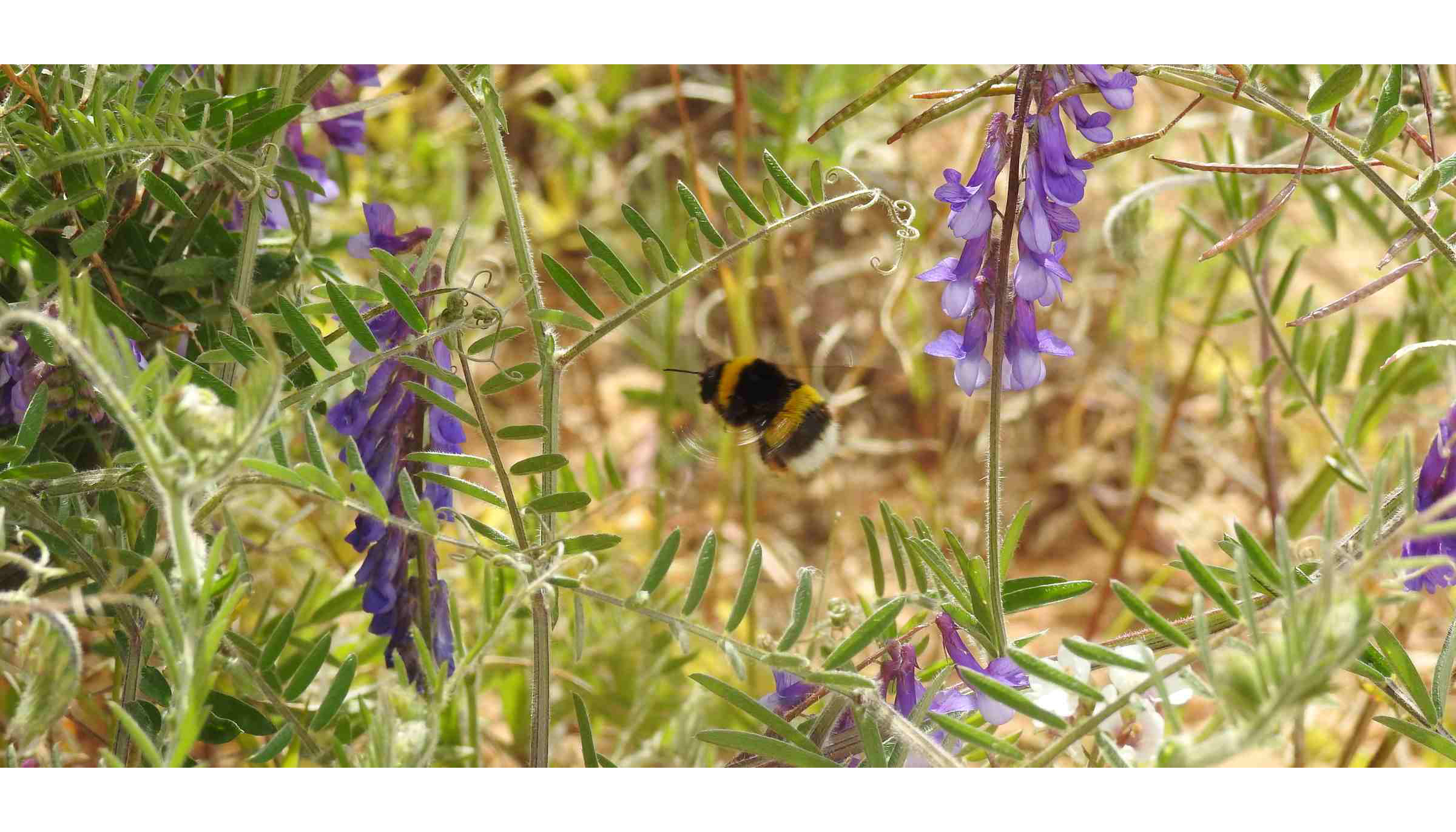 Diversas investigaciones han demostrado que la presencia de polinizadores puede incrementar el rendimiento de los cultivos hasta en un 30%...