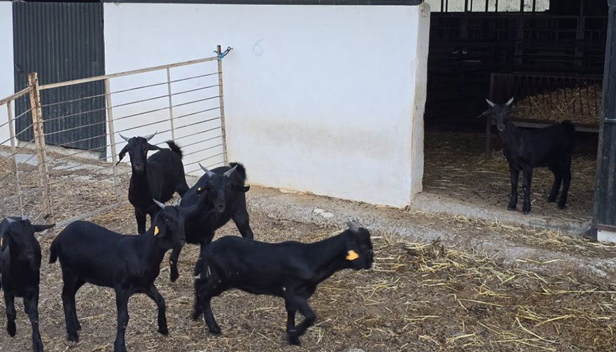 Ejemplares de la raza caprina Negra Serrana en la Granja de Rabanales de la Universidad de C�rdoba